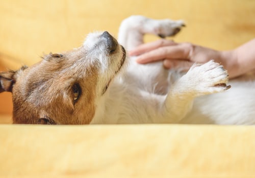 The Top Health Problems Among Dogs and How to Identify Them