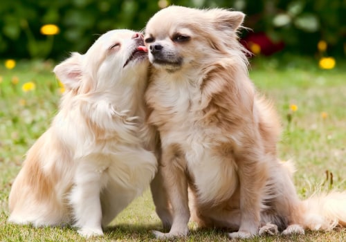 The Top Low-Maintenance Dog Breeds for Busy Owners