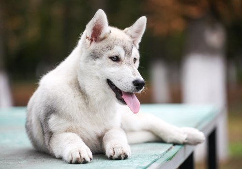 What is the #1 health problem amongst dogs?